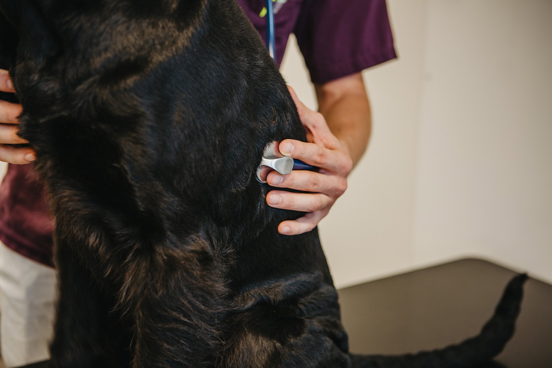 Veterinär lyssnar på hunds hjärta